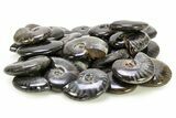Black Polished Ammonite Fossils - 1 1/2 to 2" Size - Photo 3